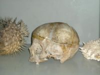 phoca_thumb_l_LaboratorioScienze_002